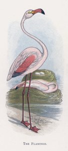 Le Flamant rose - Alexander Francis Lydon
